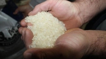 Çanakkale'nin "Biga Pirinci" coğrafi işaretle tescillendi