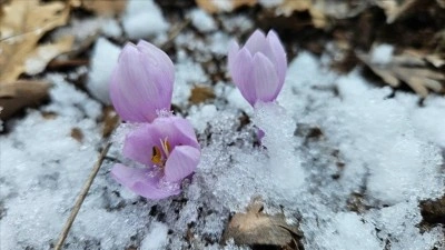 &Ccedil;ankırı'da baharın m&uuml;jdecisi kar &ccedil;i&ccedil;ekleri a&ccedil;tı