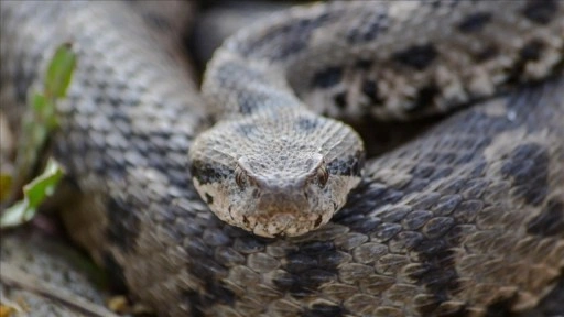 &Ccedil;ankırı'da ilk kez tespit edilen Osmanlı engereğinin yayılış alanı yeniden belirlendi