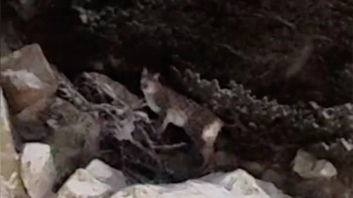 &Ccedil;ankırı'da yiyecek arayan vaşak cep telefonu kamerasıyla kaydedildi