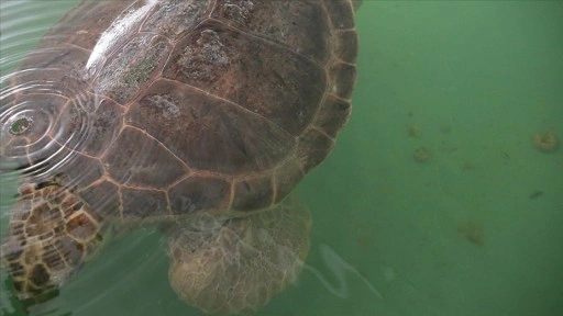 Caretta caretta "Tuba" ikinci dünya turunda 7 bin kilometre katetti