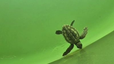 Caretta caretta yavruları mavi sularla buluşmaya başladı
