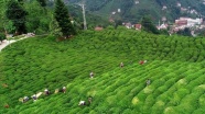 Çay sanayicileri 'son 10 yılın en kaliteli' ürününü bekliyor