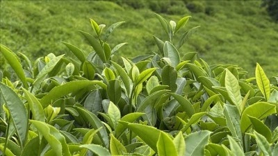 &Ccedil;AYKUR'dan yaş &ccedil;ay alımlarında kontenjan uygulaması