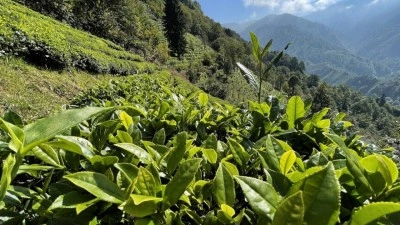 &Ccedil;AYKUR'un birinci s&uuml;rg&uuml;n yaş &ccedil;ay alımları devam ediyor
