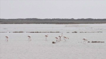 Çevre, Şehircilik ve İklim Değişikliği Bakanı Kurum'dan flamingolarla ilgili paylaşım