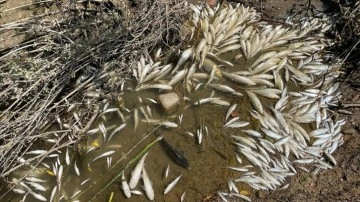 Çevre, Şehircilik ve İklim Değişikliği Bakanlığından Bartın'daki balık ölümlerine ilişkin açıkl