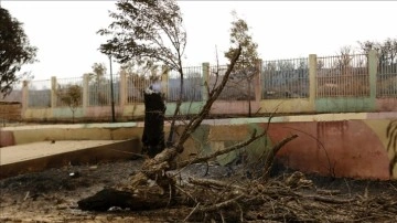 Cezayir’deki orman yangınları söndürüldü