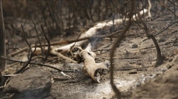 Cezayir'deki orman yangınlarında ölü sayısı 31'e yükseldi
