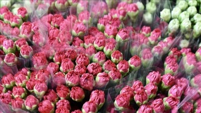 &Ccedil;i&ccedil;ek &uuml;reticileri İngiltere'de 15 Mart'ta kutlanacak Anneler G&uuml;n&uuml; i&ccedil;in yoğun mesai yaptı