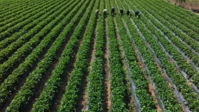&Ccedil;ift&ccedil;ilere 110,5 milyon liralık tarımsal destekleme &ouml;demesi bug&uuml;n yapılıyor
