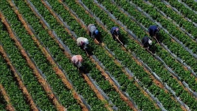 &Ccedil;ift&ccedil;ilere 12,3 milyar liralık tarımsal destekleme &ouml;demesi yarın yapılacak