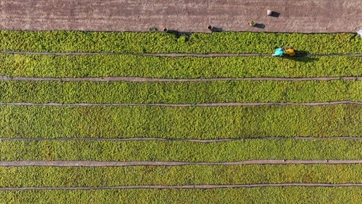 Çiftçilere 349 milyon lira tutarında destekleme ödemesi bugün yapılacak