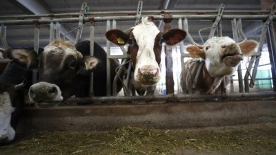 &Ccedil;ift&ccedil;ilere 350 milyon 968 bin lira tarımsal destekleme &ouml;demesi bug&uuml;n yapılacak