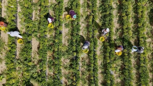 Çiftçilere 772 milyon 805 bin liralık destekleme ödemesi bugün yapılacak
