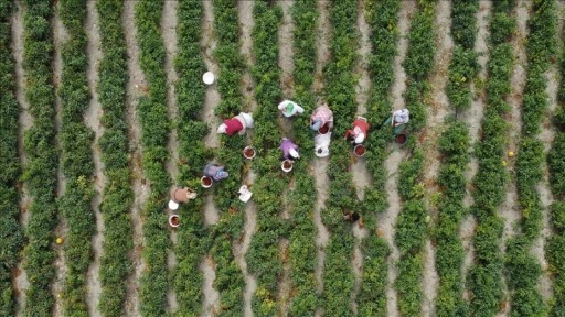 Çiftçilere yaklaşık 3,1 milyar lira destek ödemesi bugün yapılacak