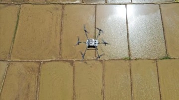 Çiftçilerin dron ile çeltik ekim mesaisi başladı