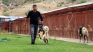 Çiftliğinde heybetli Türk çoban köpeklerini yetiştiriyor
