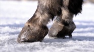 Çıldır&#039;ın atlı kızaklarının masalsı gezintisinin sırrı: Çivili nal