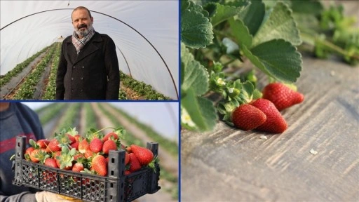 "&Ccedil;ilek yetişmez" denilen topraklarda &uuml;retimini 60 dekara &ccedil;ıkardı