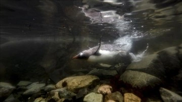 Çin, Antarktika'daki imparator penguenlerin korunması yönündeki girişimleri engelliyor