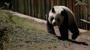 Çin&#039;de panda ziyaretine sınırlama