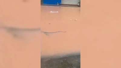 &Ccedil;in'de sellerin vurduğu &ccedil;iftlikteki yaklaşık 900 yılan ka&ccedil;tı