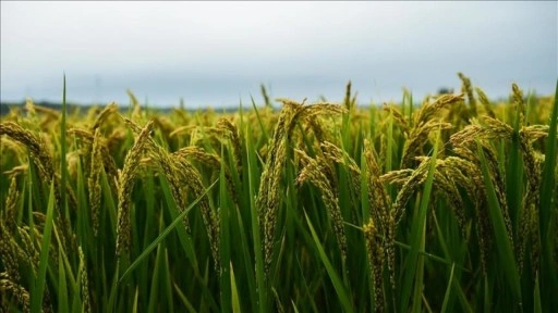 Çin'in hububat üretimi 714,8 milyon ton oldu