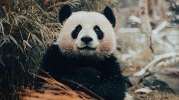 Çin'in "iyi niyet elçileri" pandalar, ABD'nin başkentine dönüyor