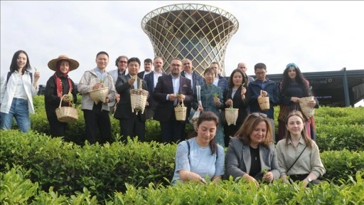 Çinli akademisyenler Uluslararası Çay Günü'nde Rize'de çay topladı
