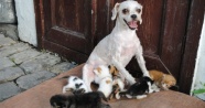 ‘Çirkin’ 40 kediye annelik yaptı