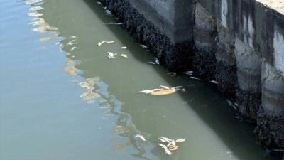 &Ccedil;ırpıcı Deresi'nde telef olan balıklar nedeniyle &ccedil;evreye k&ouml;t&uuml; koku yayılıyor