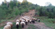 Çobanların zorlu yolculuğu