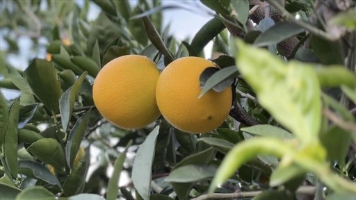 Coğrafi işaret tescilli Finike portakalına talep yoğun
