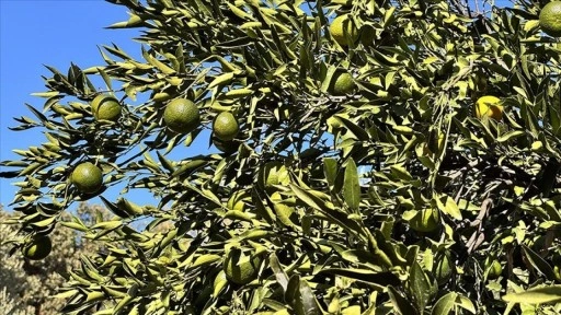Coğrafi işaretli Bodrum mandalinasında rekolte beklentisi yüksek