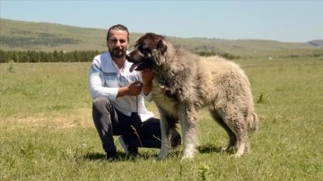 Coğrafi işaretli "Kars Türk çoban köpeği"nin ırkı korunuyor