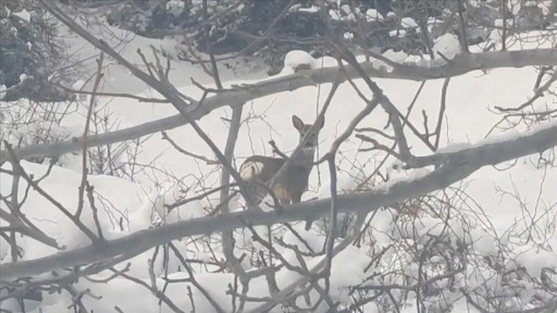 &Ccedil;orum'da ormanlık alanda yiyecek arayan karacalar g&ouml;r&uuml;nt&uuml;lendi