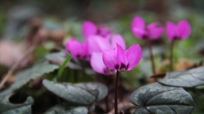 &Ccedil;orum'da yabani sıklamenler &ccedil;i&ccedil;ek a&ccedil;tı