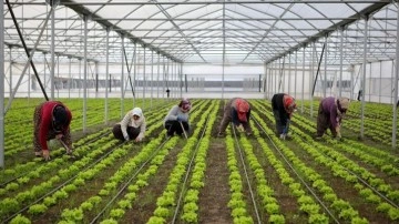 Çorum'da SOGEP desteğiyle kurulan serada kadın ve gençlerin umutları yeşeriyor