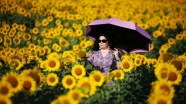 Çukurova&#039;da sarıya boyanan ayçiçeği tarlaları doğal fotoğraf stüdyosu haline geldi