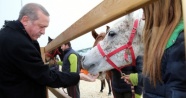 Cumhurbaşkanı Erdoğan, atlara havuç yedirdi