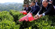 Cumhurbaşkanı Erdoğan çay bahçesine girdi, çay kesti