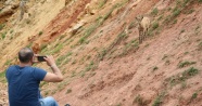 Dağ keçileri yola indi, onları görenler cep telefonuna sarıldı