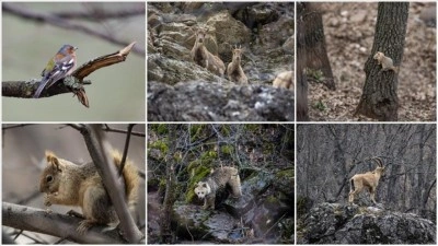 Dağ ve ormanlarla kaplı Munzur Vadisi bir&ccedil;ok yaban hayvanına ev sahipliği yapıyor