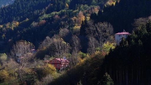Dağların eteğindeki Hamsiköy oyuk ağaçlarıyla fotoğraf tutkunlarına alternatif sunuyor