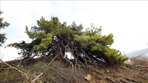 Dalları aşağıya doğru uzanan ağaç, şemsiyeyi andıran görüntüsüyle dikkat çekiyor