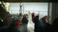 Danimarka’da kuş gribi nedeniyle yaklaşık 9 bin kümes hayvanı itlaf edilecek
