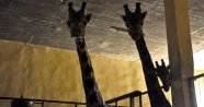Darıca'daki zürafa ailesine 2 yeni üye daha katıldı