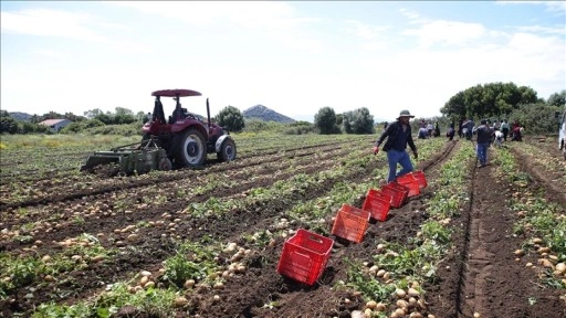 Datça'da turfanda patates hasadı yapılıyor