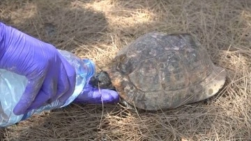 Datça'daki orman yangınında mahsur kalan iki kaplumbağayı jandarma ekipleri kurtardı
